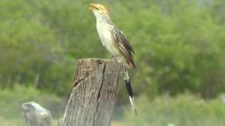 Canto Melodioso Do Anubranco  Bird Talking