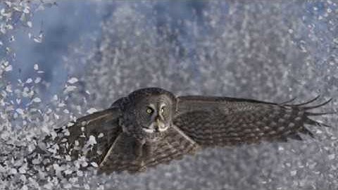 After Effects.  Efecto parallax. Owl.