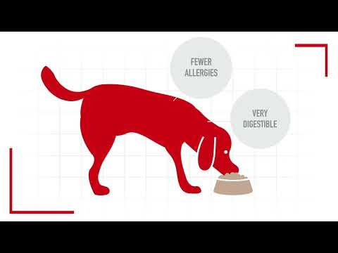 Royal Canin Nutritional Truths Debunking Pet Food Ingredient Myths