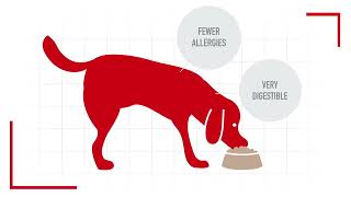 Royal Canin Nutritional Truths Debunking Pet Food Ingredient Myths
