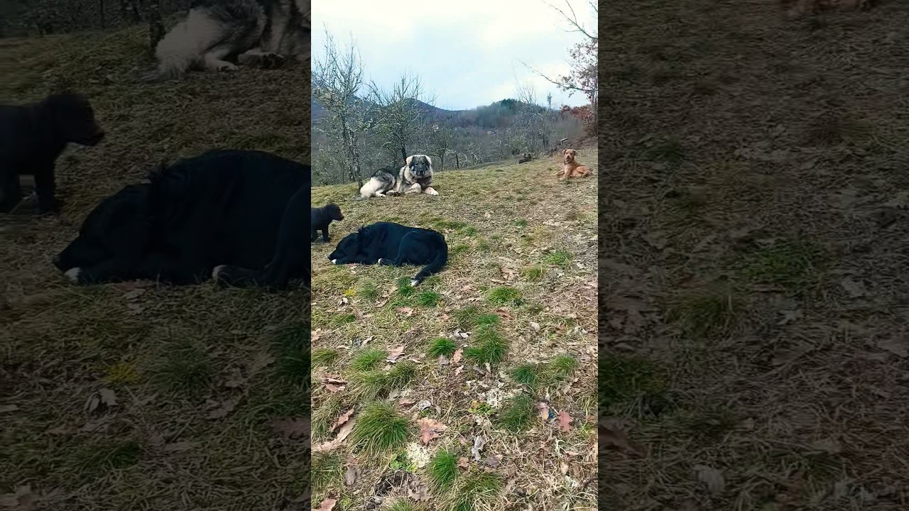 Pet Paradise - Old and young generations 🐕🐶