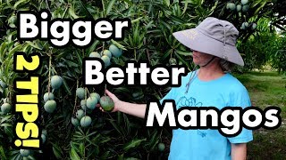 The Importance of Thinning Fruit and Pruning Mango Trees