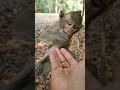 Feeding wild monkey #wildmonkey #monkey #shortsvideo #wildlife