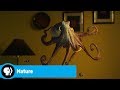Understanding Octopus Behavior and Interaction