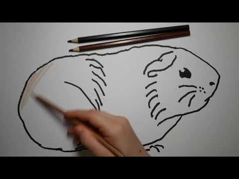 Video: Jak Nakreslit Morče