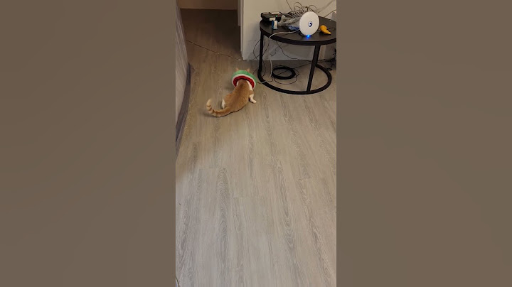 小貓結紮完