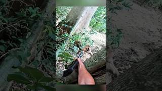Close Range Boar Hunt – No Room for Error! #boarhunting #hunting #viral #shorts