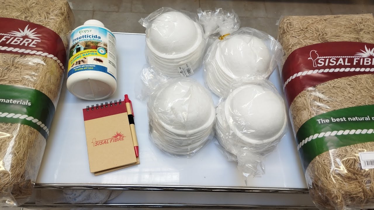 Canarini: Coppie 2025!!!