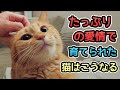 【愛情をたっぷり受けた猫】があなたに見せる仕草・行動12選