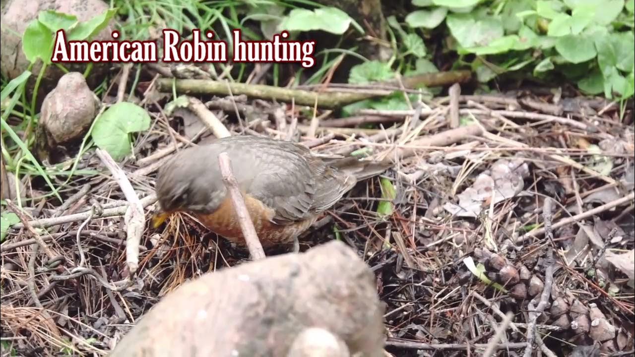 American Robin  Outdoor Alabama