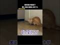 娘夫婦が転勤で猫を保護施設に捨てた #保護猫 #猫動画 #猫