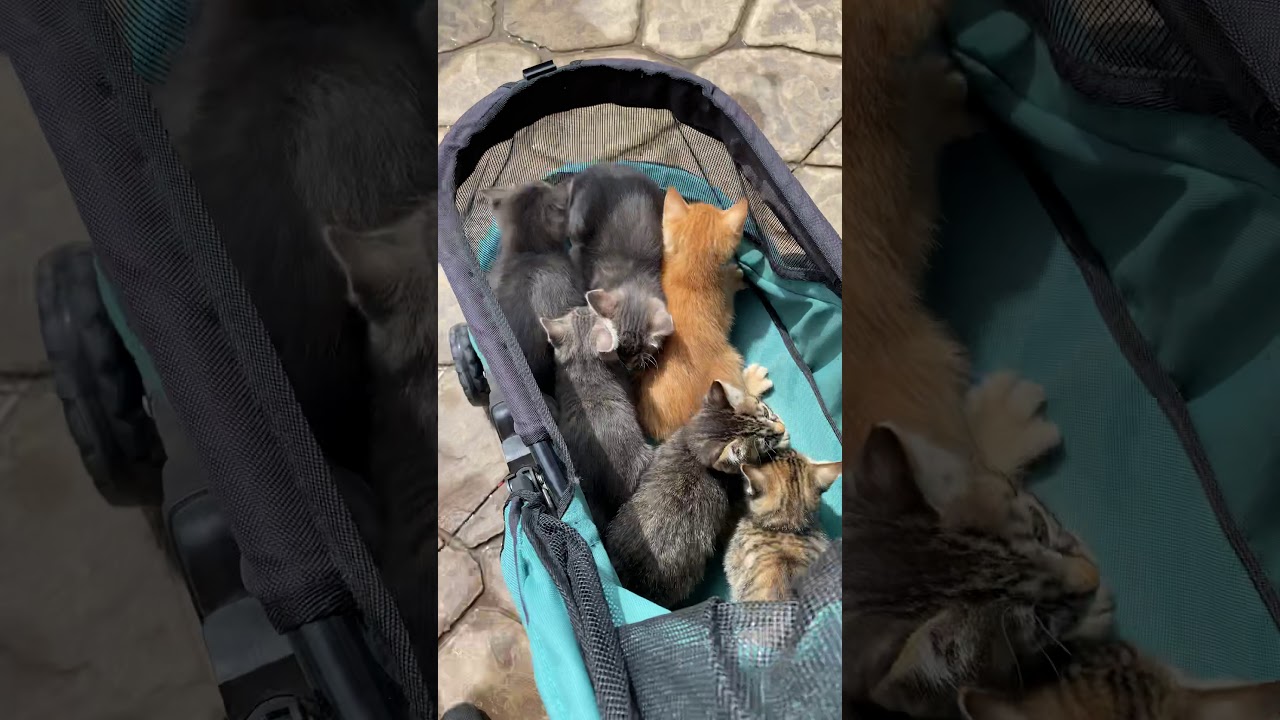 Kittens first outing in the baby stroller YouTube