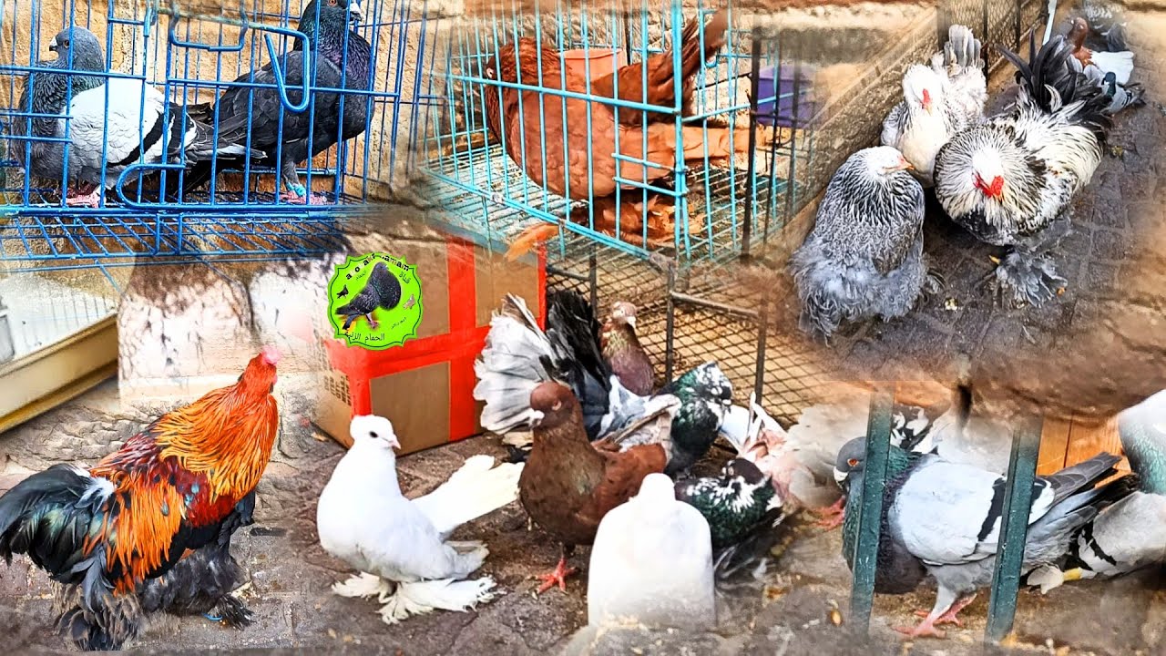 جديد سوق الحمام وطويور في تطوان تحياتي للجميع