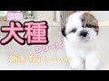 【人気犬種シーズー】子犬ちゃんの初トリミングで解説付き