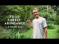 Reaching abundance. Year 8 at Kauai Food Forest, Hawaii