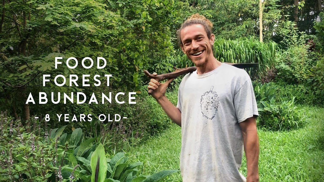 Reaching abundance. Year 8 at Kauai Food Forest, Hawaii