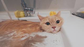 😊Cat Almost Fell Asleep During the Bath