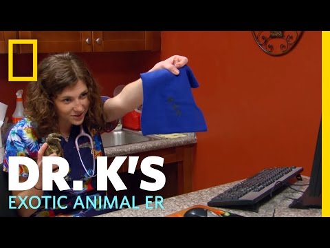 Potty Trained Tortoise | Dr. K's Exotic Animal ER