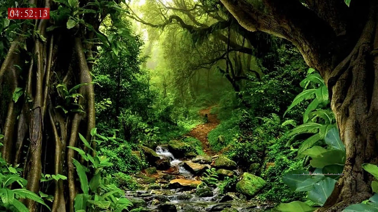 Deep Sleep Rain Ambience with Natural Thunder Calm