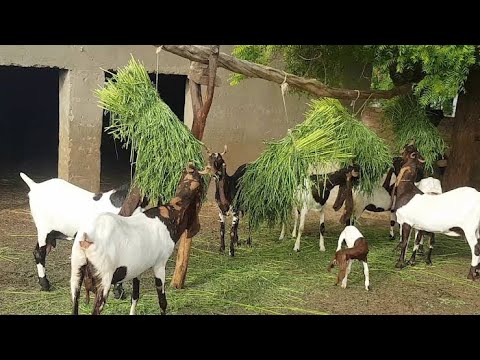 Download Sindhi Pateri Goat Breed | Desi village Goat Farming