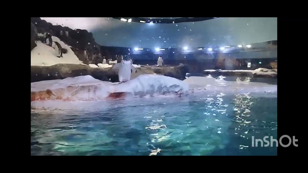 Penguin 🐧🐧🐧🌺 life 