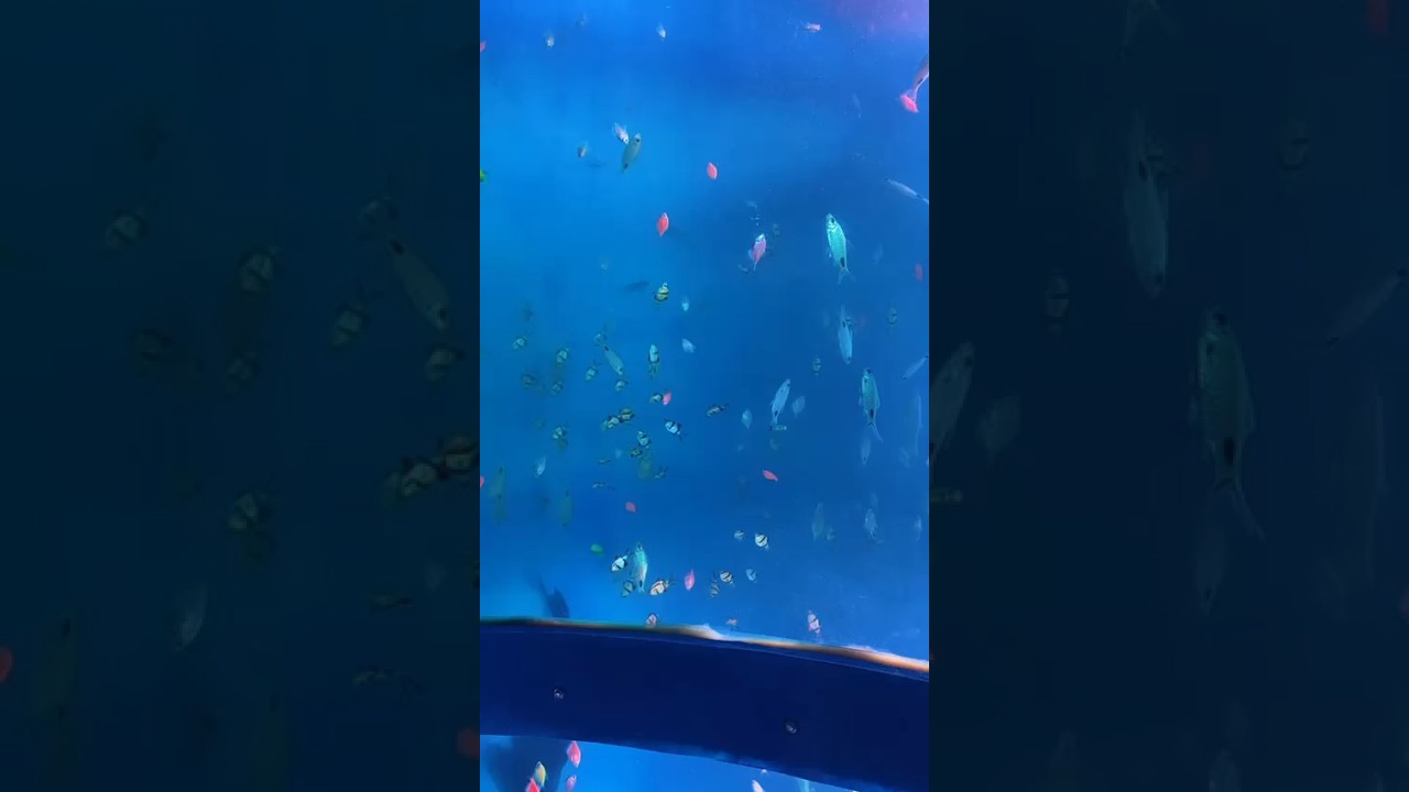 First Time in Patna 😱 || Underwater Fish Tunnel || Disneyland mela