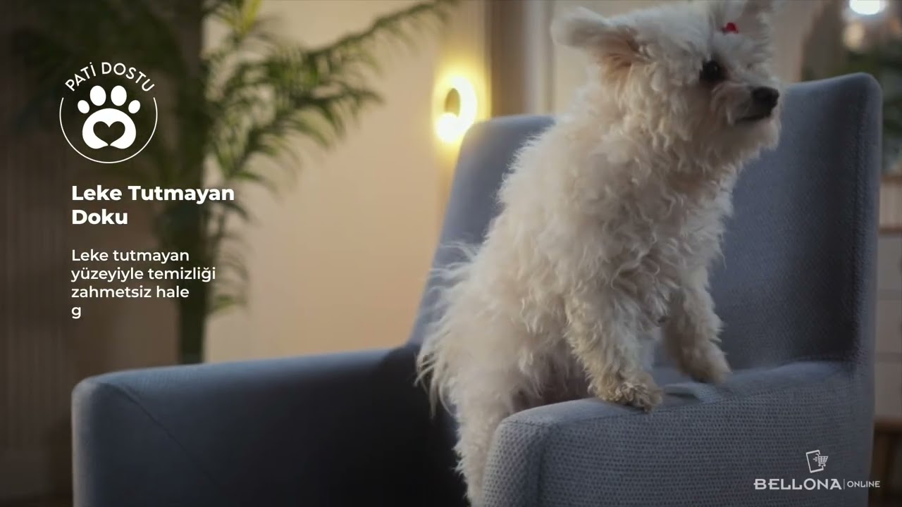 Pati Dostu Serisi 🐾