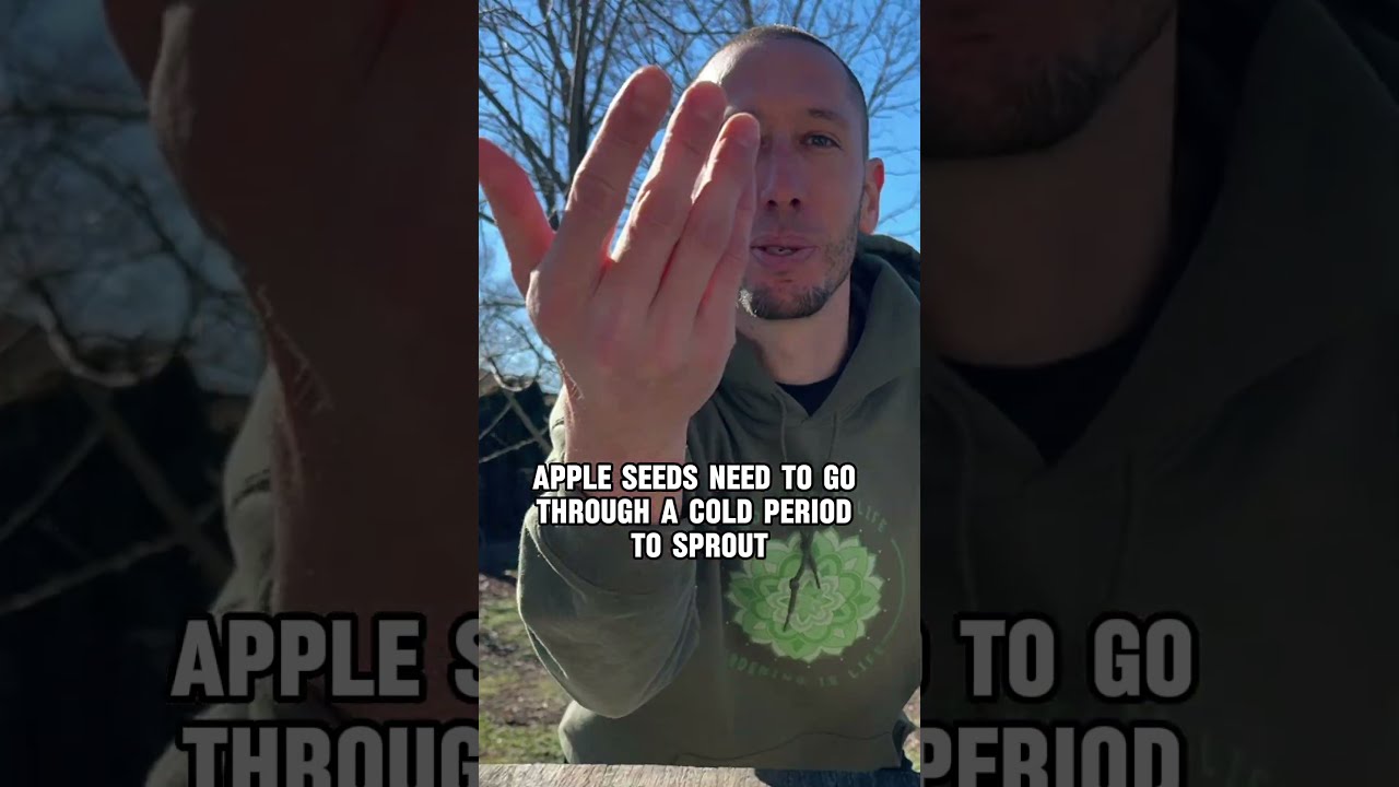 Grow An Apple Tree From Seed 