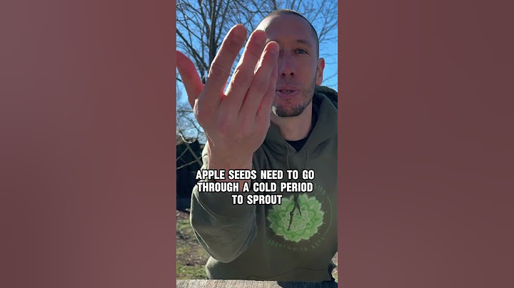 Grow an Apple Tree from Seed...