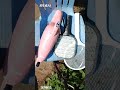 【これもいい】【ハゴロモキャッチャー!】掃除機でハゴロモ退治2026年6月13日 #チュウゴクアミガサハゴロモ