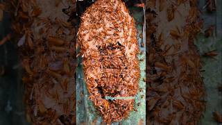 Opening a beehive is dangerously deadly. #bee