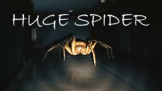 HUNTING SPIDERS