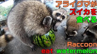 Raccoon eat watermelon