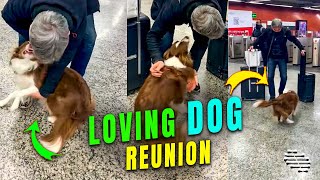 Loving Dog Reunited with Dad after Two Weeks