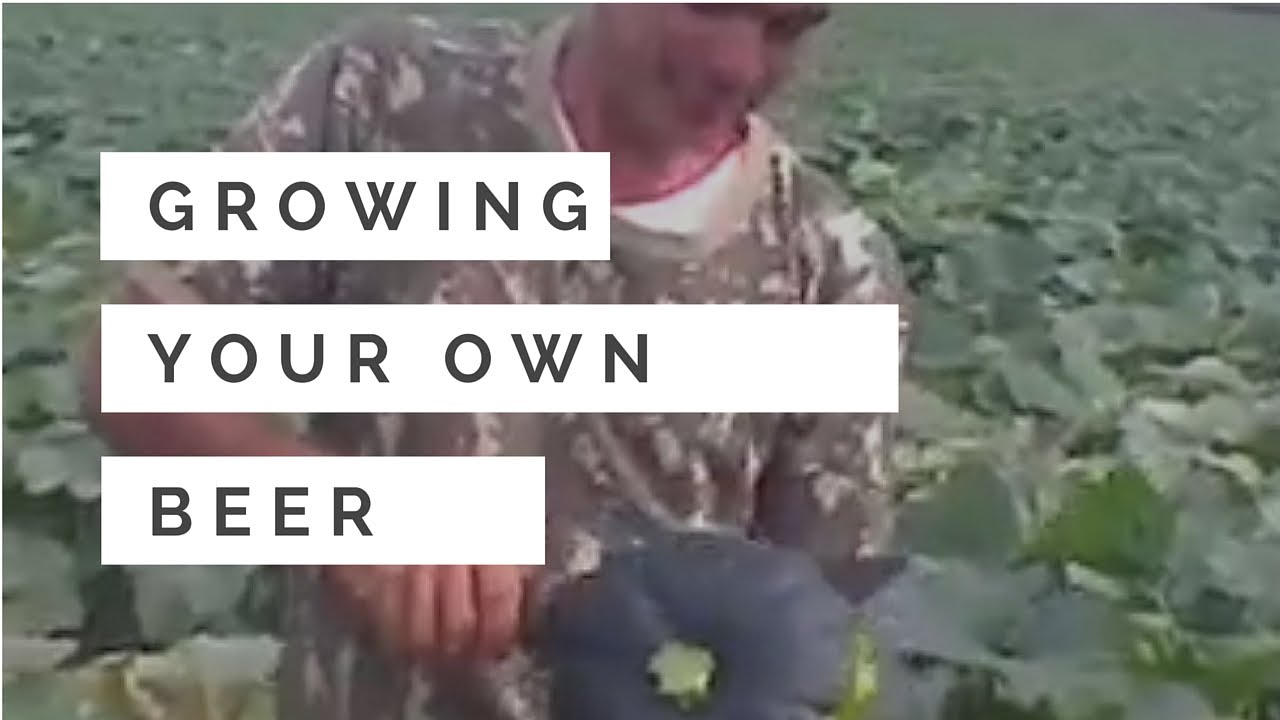 Grow your own beer in garden YouTube