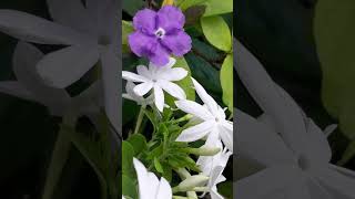 Titel: Voor Vader en Moeder