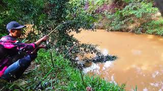 BEGINILAH JADINYA JIKA SUNGAI KECIL INI JARANG DI JAMAH PEMANCING. !!! PENAKLUK IKAN BAUNG KUNING