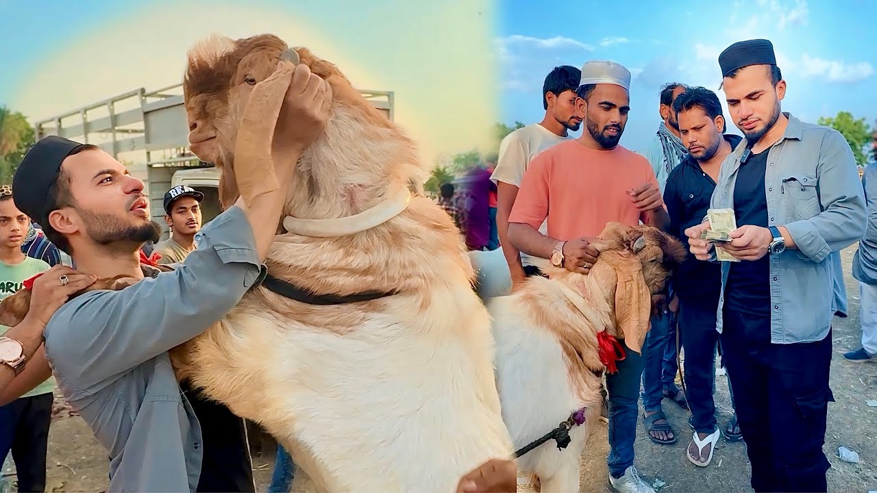 BAKRA Kharida MANDI Looti 😍 Bakra Eid Special Vlog 2025 Bhopal - AL Aamir Khan