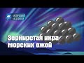 Икра морских ежей - инновационный продукт. АРКТИЧЕСКИЙ АКСЕЛЕРАТОР