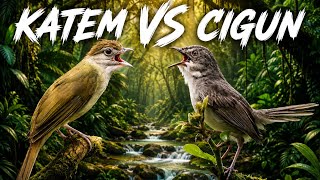 Masteran Kapas Tembak VS Ciblek Gunung