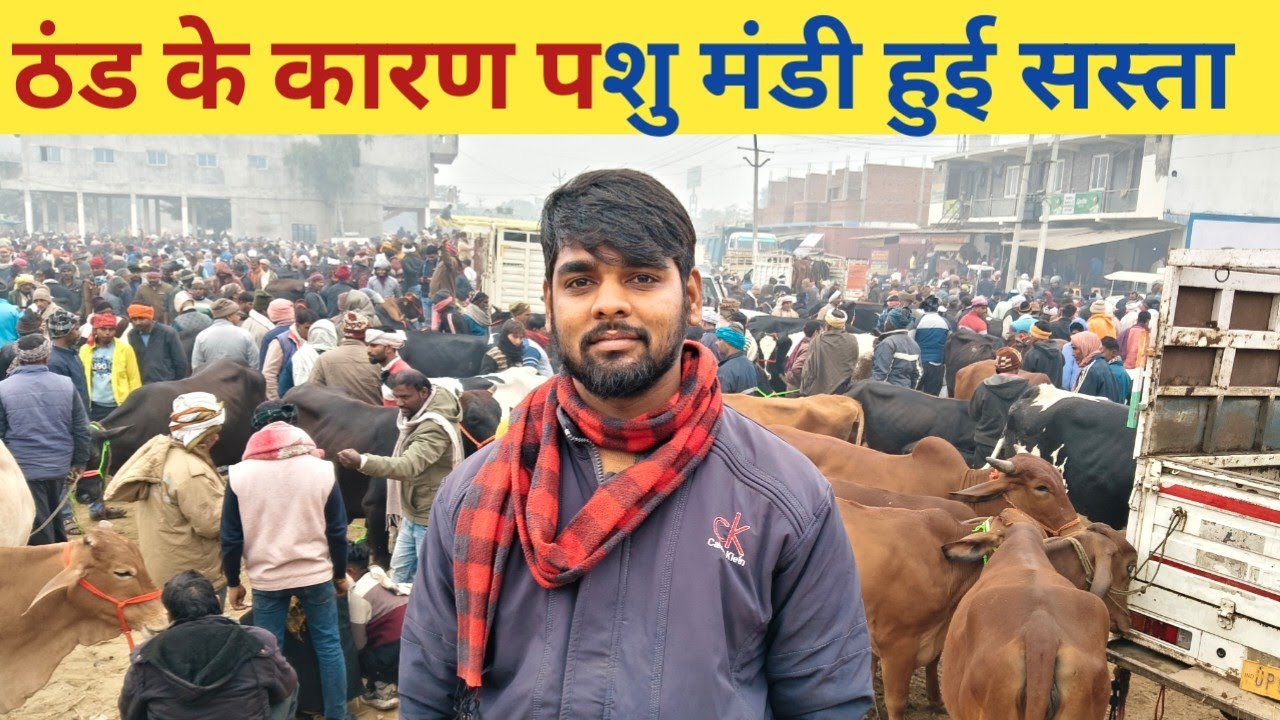 ठंड के कारण पशु मंडी हुई सस्ती गोरखपुर छपिया पशु मंडी । Gorakhpur chhapiya pashu Mandi ka tour