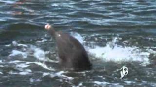 Dolphin Research Center - Pax