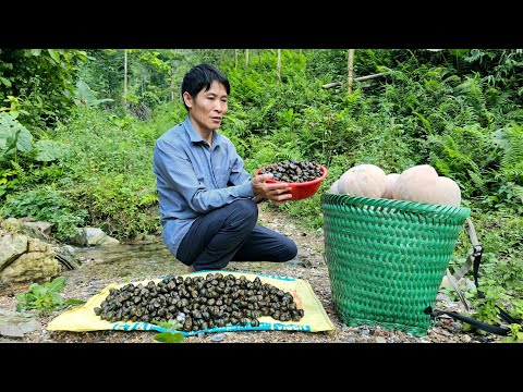 Harvest Snails &
