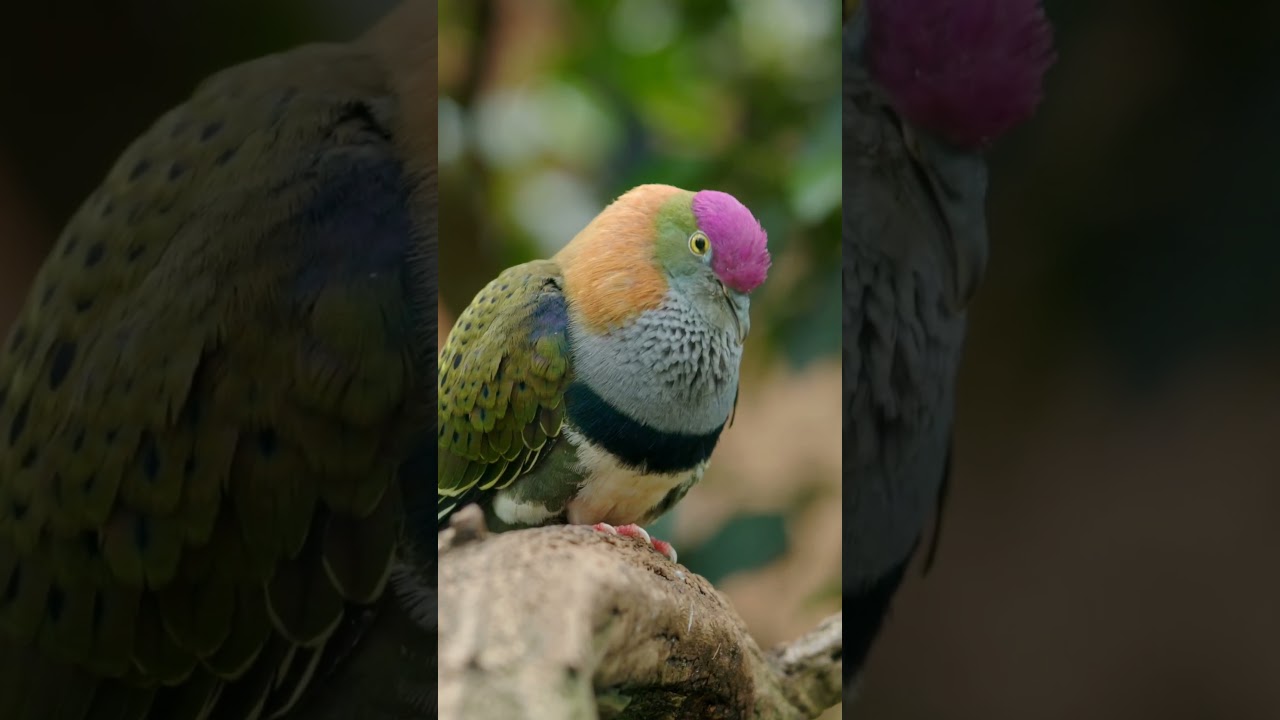 Великолепный пёстрый голубь