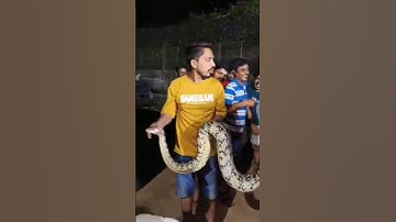 Giant Python Rescue Operation. #shorts #viral #trending