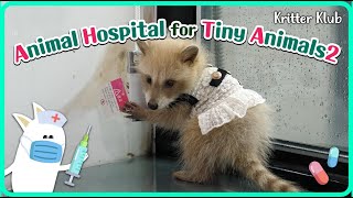 Today's Patient: Raccoon l Animal Hospital For Tiny Animals 2