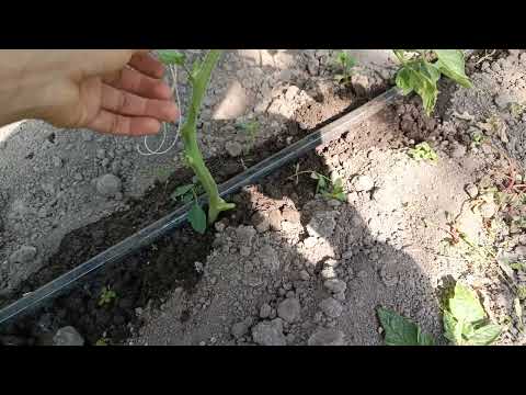 Video: Ձեռքով փոշոտող նարինջներ. սովորեք, թե ինչպես փոշոտել նարնջի ծառը