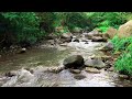 Relaxing river sounds for sleeping, Birds Chirping, Relaxing water sounds for stress relief, sleep