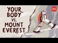 What happens to your body at the top of mount everest  andrew lovering