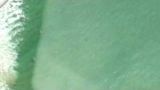 Marinewatch shark sighting 30th March 2010.m4v